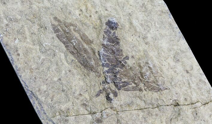 Fossil March Fly (Plecia) - Green River Formation #65133